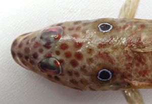 クリックで拡大表示