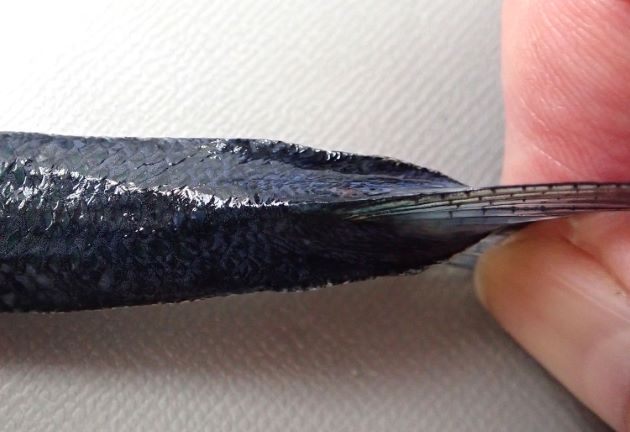 尾柄部側面に隆起線があり、尾柄部は縦へんし、断面は左右に長い楕円形をしている。