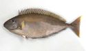 シノビテングハギのサムネイル写真