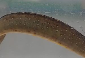 ガンテンイシヨウジ 魚類 市場魚貝類図鑑