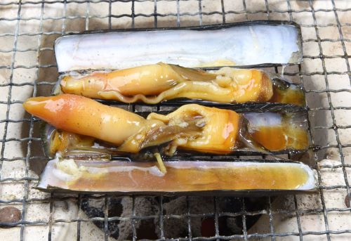 アカマテガイ 軟体 市場魚貝類図鑑 アカマテガイ 軟体 市場魚貝類図鑑