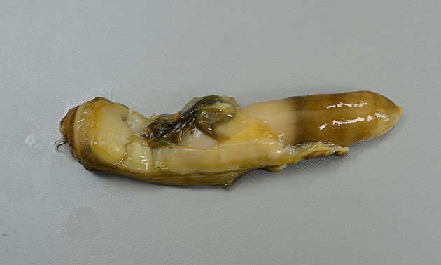 アカマテガイのむき身