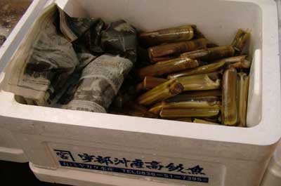 市場でのオオマテガイ