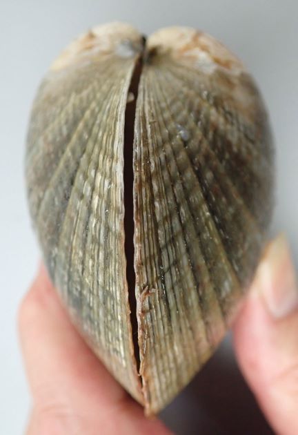 100mm SL 前後になる。貝殻表面は殻皮に覆われ、貝殻には赤褐色の三角形の模様がある（あまりはっきりしない個体もある）。後半が短く、後端が切断型。丸みがありとても膨らみが強い。前端に放射肋が強く明瞭。
