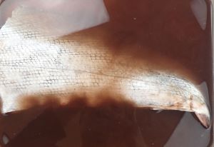 クリックで拡大表示