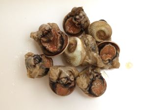 クリックで拡大表示 さざえべし