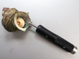 クリックで拡大表示 サザエ開
