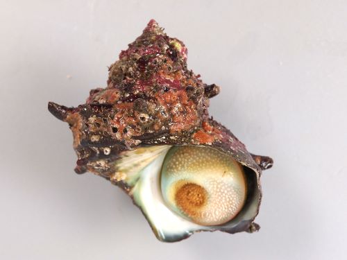 サザエ 軟体 市場魚貝類図鑑 サザエ 軟体 市場魚貝類図鑑