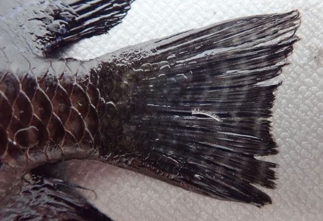 尾鰭上下端の前尾鰭条は棘状（尾鰭の上下つけ根に棘がある）。尾鰭・臀鰭に淡色の線条の淡色の帯がある。