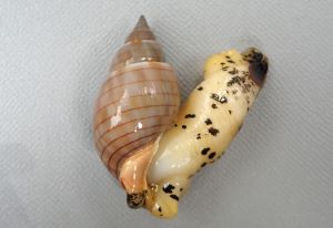 クリックで拡大表示