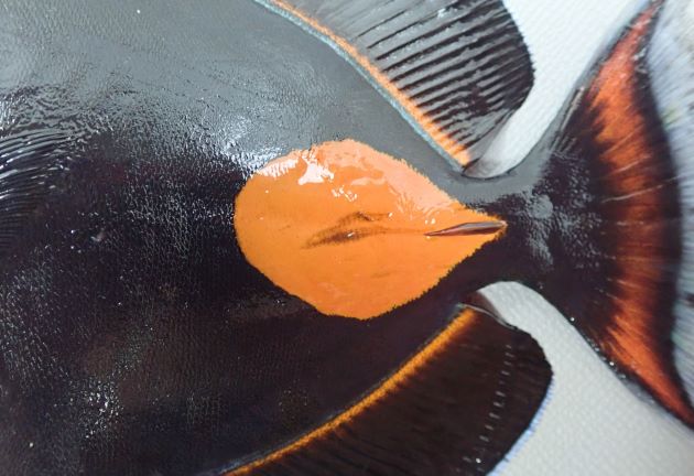 尾柄部前部にオレンジ色の大きな丸み尾帯びた斑紋がある。背鰭と臀鰭基部細いオレンジ色の筋状斑紋、尾鰭にオレンジ色の横縞がある。