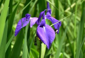 クリックで拡大表示