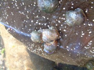 スガイ 軟体 市場魚貝類図鑑 スガイ 軟体 市場魚貝類図鑑