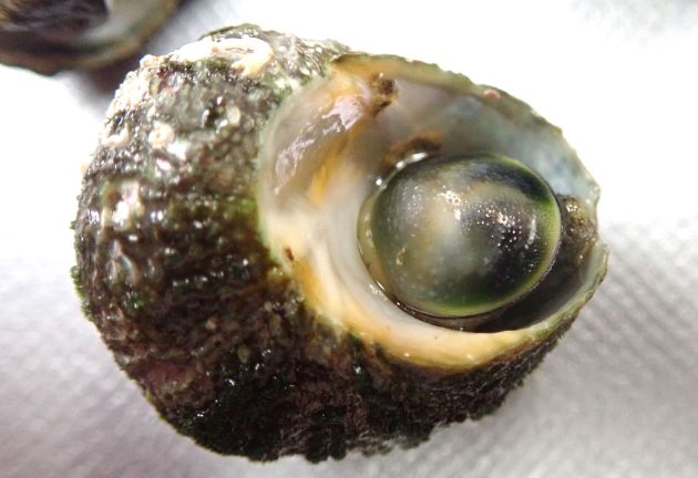 殻幅2.5cm前後になる。貝殻は大きくなるに従い丸味を帯びる。硬く表面はゴツゴツしている。陶器を思わせるふたがある。カイガラモという緑藻（緑色の海藻）に覆われている個体が多い。