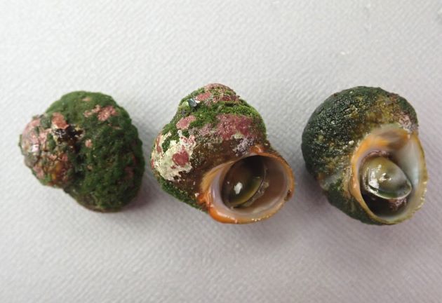 殻幅2.5cm前後になる。貝殻は大きくなるに従い丸味を帯びる。硬く表面はゴツゴツしている。陶器を思わせるふたがある。カイガラモという緑藻（緑色の海藻）に覆われている個体が多い。