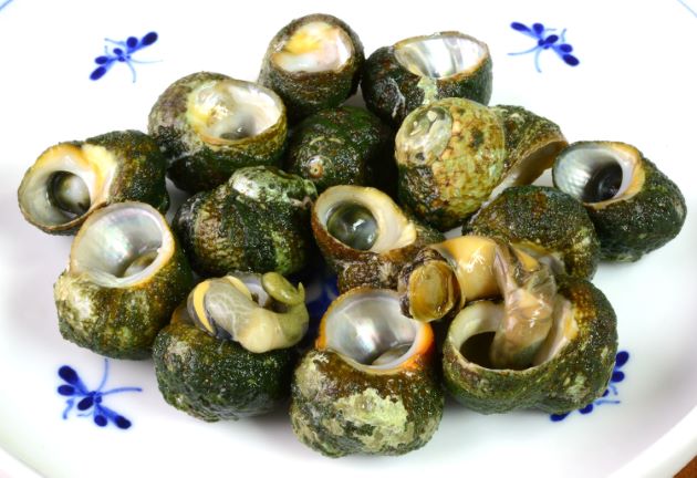 スガイの塩ゆで