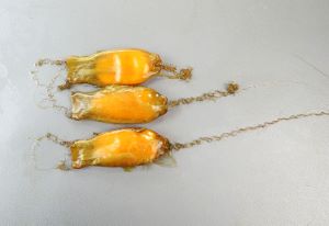 クリックで拡大表示