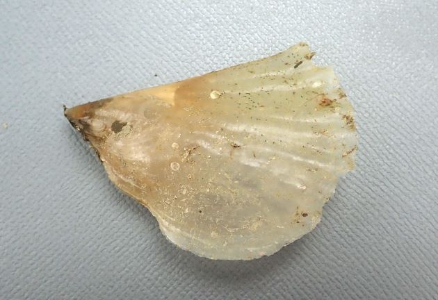 14cm SL 前後になる。貝殻が薄い。不定形で色も黄色、透明、黒と様々。真珠層は小さい。
