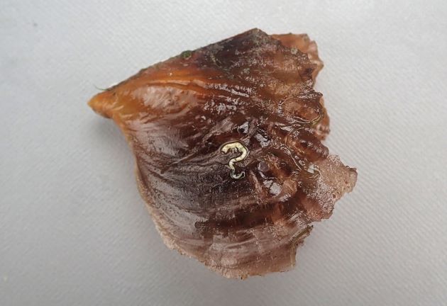 14cm SL 前後になる。貝殻が薄い。不定形で色も黄色、透明、黒と様々。真珠層は小さい。