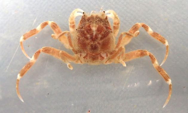 甲長24mm前後になる。甲は人面をしている。甲背には下流が密集し、鮫肌を呈している。後方2対の脚の先はペンチのようになっていて貝殻や落ち葉、マメ科の植物の種などを挟んで背負う。