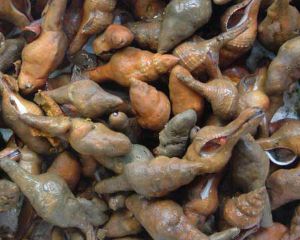 海綿がついているコナガニシ