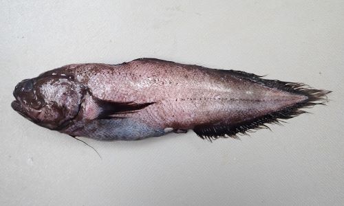 セダカイタチウオ | 魚類 | 市場魚貝類図鑑