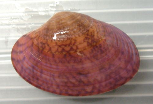 アケガイ 軟体 市場魚貝類図鑑
