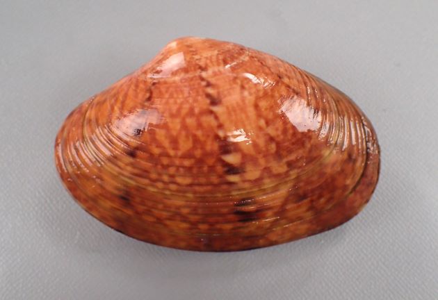 SL 80mm（殻長）前後になる。貝殻の模様は多様で、ふくらみがやや強く不規則な同心円肋で被われる。殻頂附近では平滑。