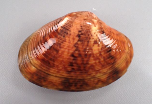 SL 80mm（殻長）前後になる。貝殻の模様は多様で、ふくらみがやや強く不規則な同心円肋で被われる。殻頂附近では平滑。