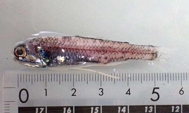 6cm SL 前後になる。眼の直下に１つ丸く小さな発光器がある。測線上にほぼ水平に並ぶ小さな発光器が3つ並ぶ。