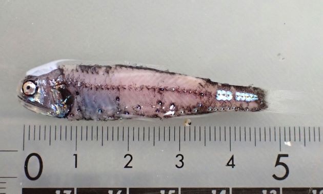 5.4cm SL 前後になる。細長く側へんする。眼の瞳孔は非常に小さい。