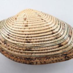 スダレガイ 軟体 市場魚貝類図鑑