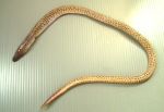 ボウウミヘビのサムネイル写真