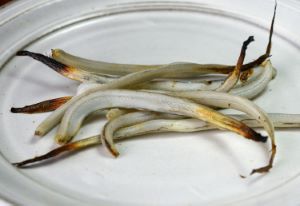 クリックで拡大表示