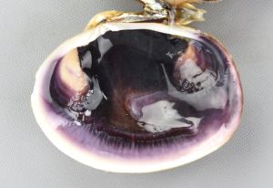 クリックで拡大表示