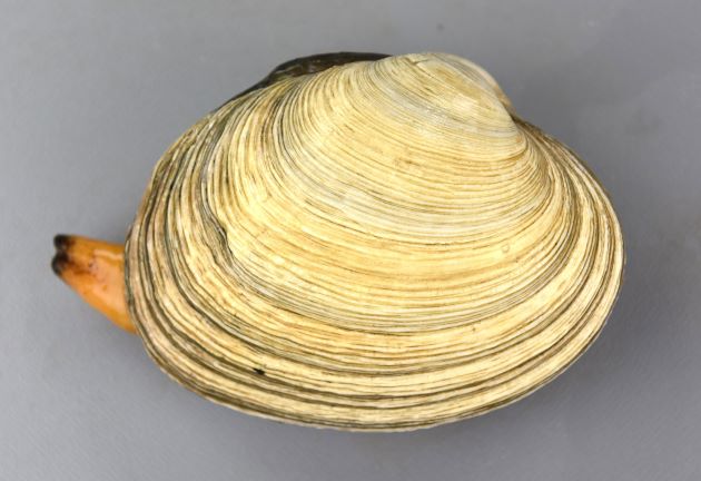 殻長10cm前後になる。貝殻は厚く、形は丸味が強く、よく膨らむ。殻表は不規則な成長線で覆われる。貝殻の内側は濃い紫。