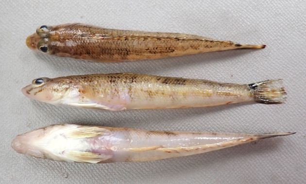 11cm SL 前後になる。円筒形で体高が低く細長い。頬に数本の暗色縦縞がある。尾鰭は丸く、尾鰭基部上方に白く縁取られた暗色斑がある。