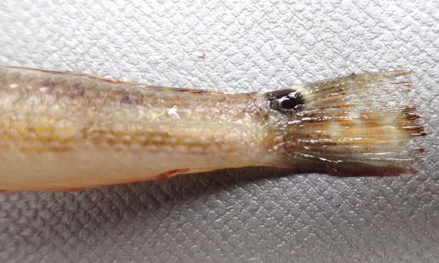 11cm SL 前後になる。円筒形で体高が低く細長い。頬に数本の暗色縦縞がある。尾鰭は丸く、尾鰭基部上方に白く縁取られた暗色斑がある。