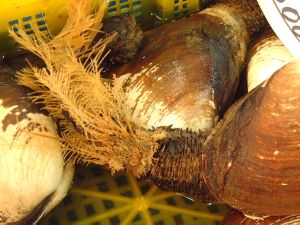 ミルクイ ミルガイ 市場魚貝類図鑑