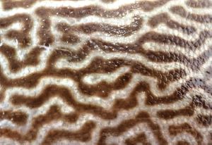 クリックで拡大表示