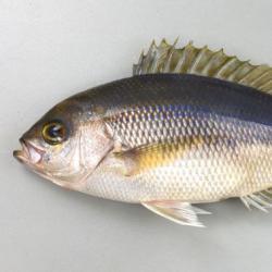 アオダイ | 魚類 | 市場魚貝類図鑑