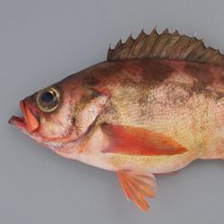 ウスメバル オキメバル 市場魚貝類図鑑