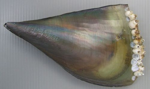 35cm前後になる。貝殻が三角形、薄く黒もしくは濃いオリーブ色。1990年代にタイラギは2種に分類しなおされていて、「貝殻の表面に放射状にはっきりした筋が入り、やや棘立つものをリシケタイラギ」、「表面が滑らかなものをタイラギ」とされている。