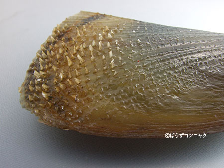 貝殻表面に強い返しができる。