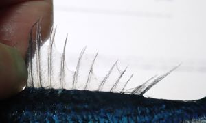 クリックで拡大表示