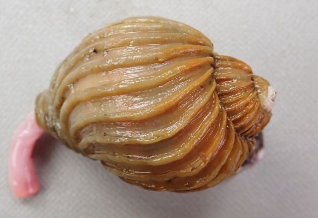 60mm SL 前後になる。蓋（ふた）はなくて貝殻は薄くもろい。足は貝殻に対して異常なくらい大きい。殻皮はビロードを思わせ22-27本の比較的っきそくただしい畝がある。