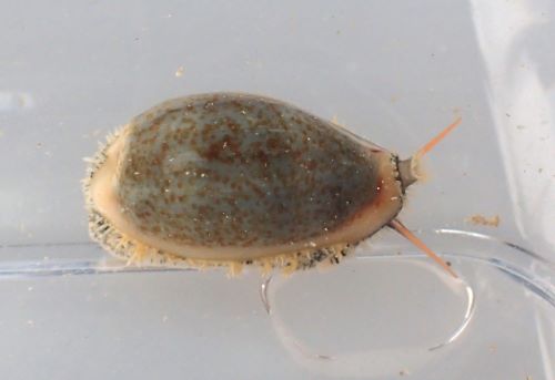 Yoshizoページ　リュウキュウダカラ　まとめて¥27000　タカラガイ リュウキュウダカラ | 軟体 | 市場魚貝類図鑑