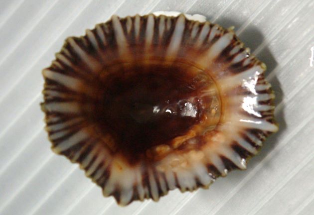 17mm SL 前後になる。貝殻はやや硬く殻高は高い。殻頂から10本ほどの周縁部分まで伸びる放射肋と間肋がある。放射肋は呼吸管の通る肋となる。内側は褐色で放射録は白い。