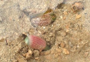 クリックで拡大表示