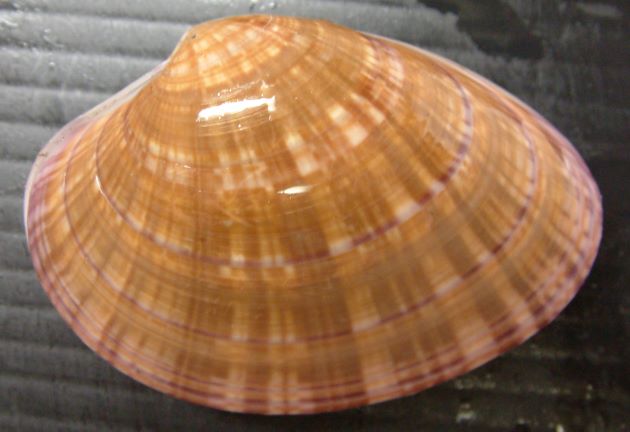 75mm SL 前後になる。卵形でよく膨らみ、貝殻は普通の厚さ。殻表は光沢があり、放射状に褐色の筋がある。